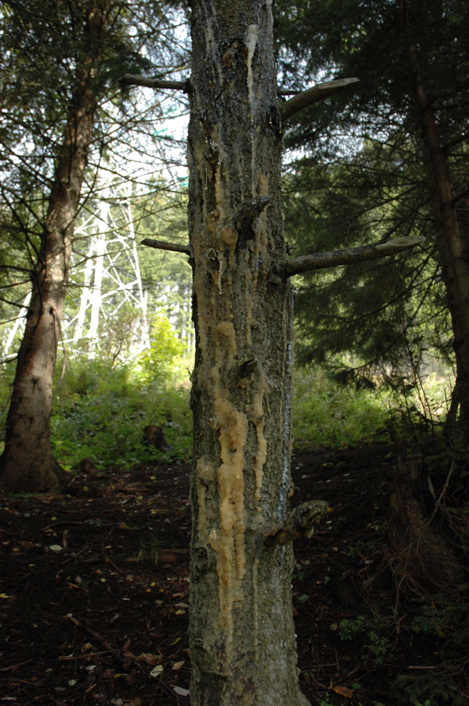 DSC_1351.JPG